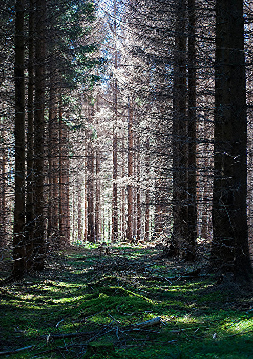 Der sterbende Wald...