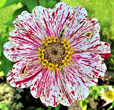 Zinnien-Feuerwerk