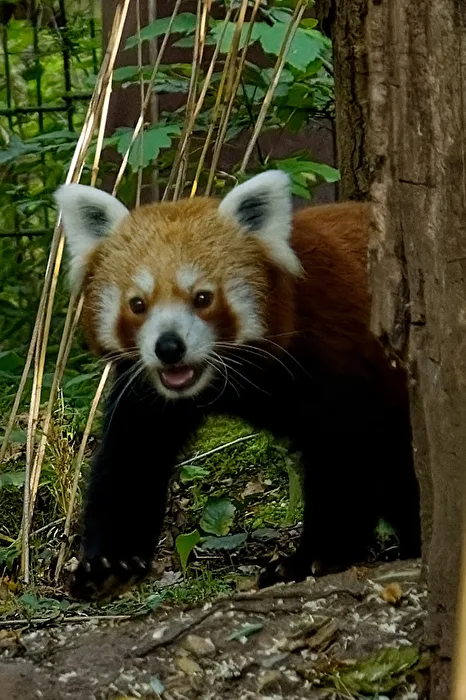 Red Panda (Cat Bear)