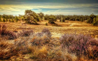 Nationaal Park De Maasduinen 7
