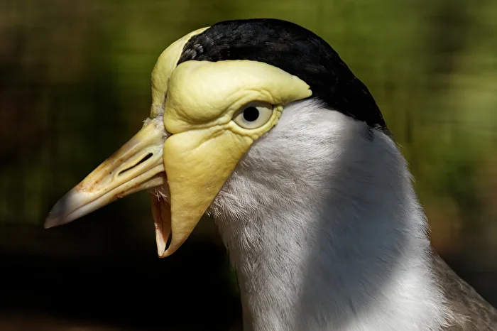 Soldatenkiebitz