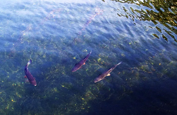 Fisch