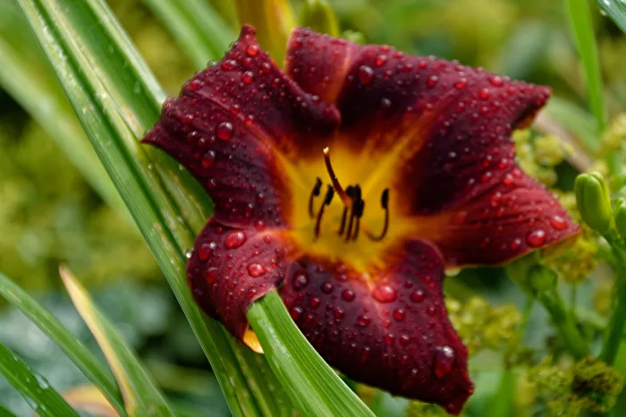 Lily