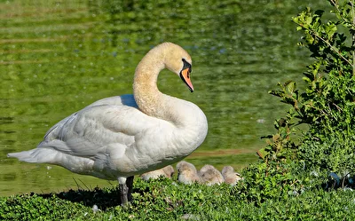 Höckerschwan (Cygnus olor) mit Jungvögel