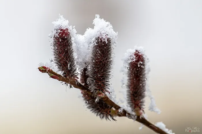 WINTER COMEBACK