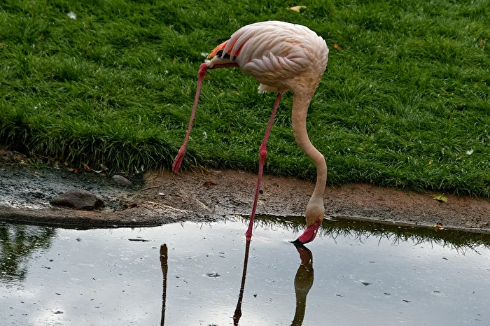 Flamingo