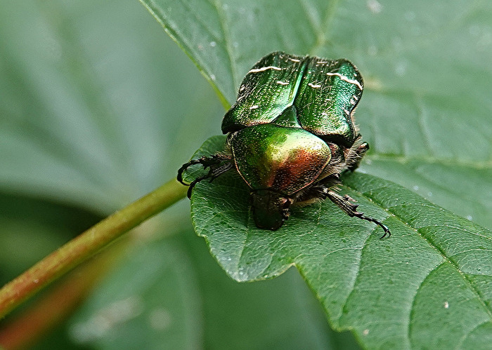 Gold-Rosenkäfer (Frontal)