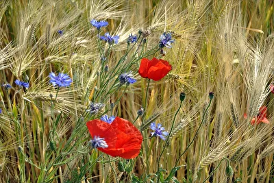 Sommerfieling 1