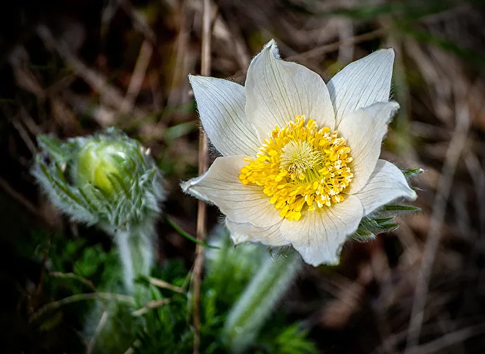 Pasque Flower...