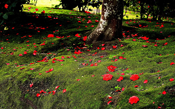 Park - Resort in Vietnam