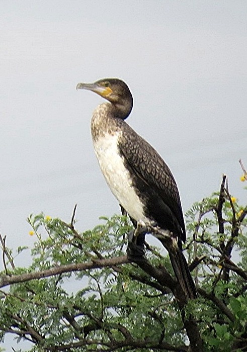 Weißbrustkormoran