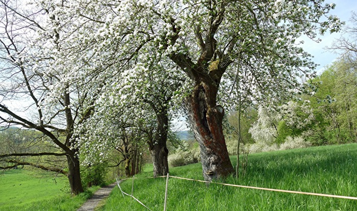 Alte Kirschbaumallee