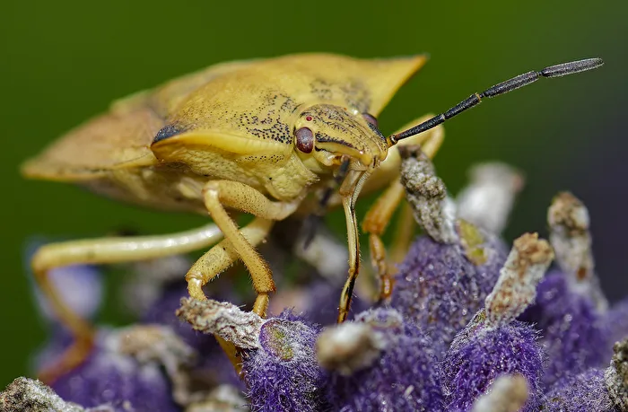 Nördliche Fruchtwanze (Carpocoris fuscispinus)