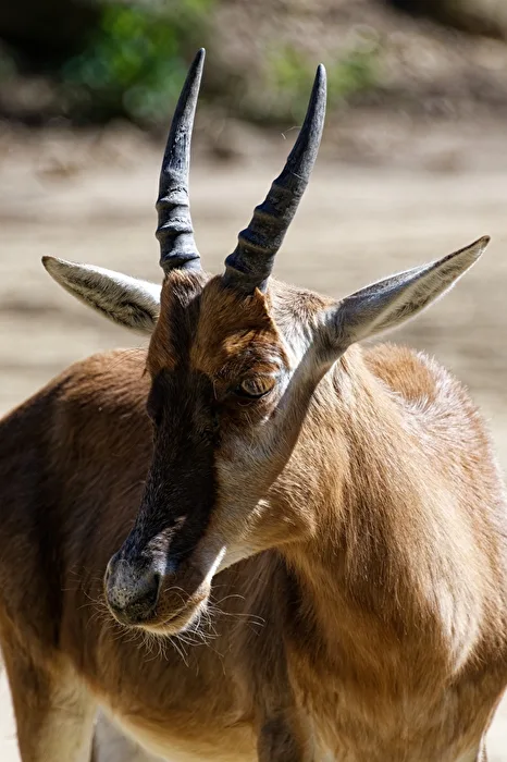 Blessbock