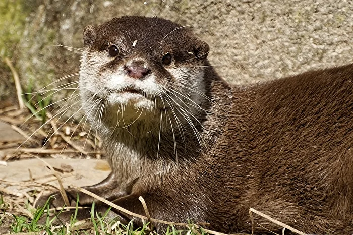 Otter