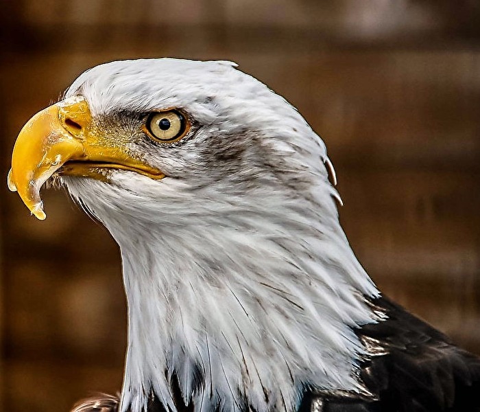Der Adler