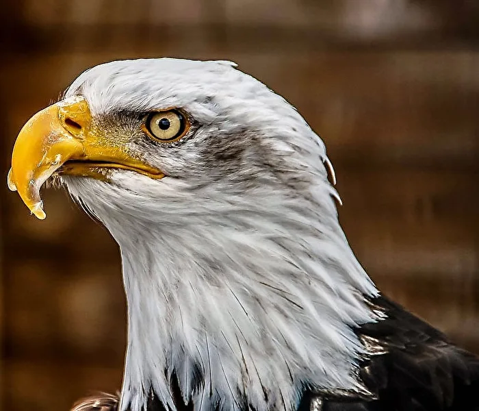 Der Adler