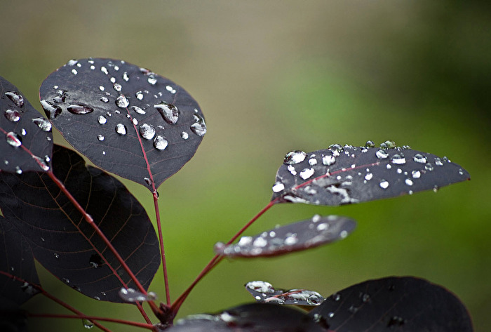 Tropfen nach dem Regen...