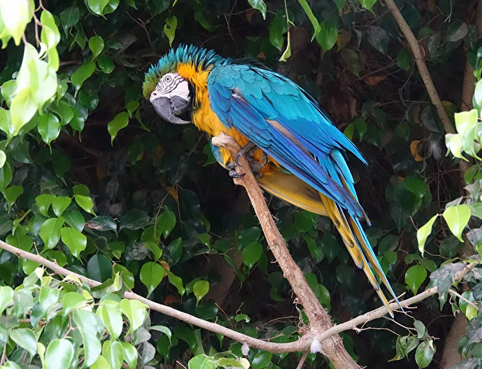 Ara in Peru