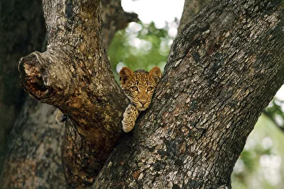 Leoparden-baby