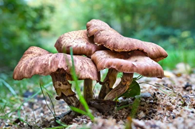 Pilze im Harbker Wald