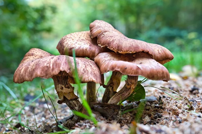Pilze im Harbker Wald