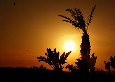 Sonne