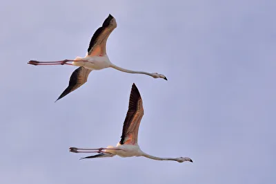 Flamingos