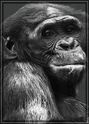 Bonobo