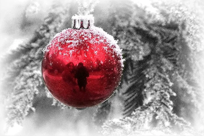 Adventszeit im Winterwald