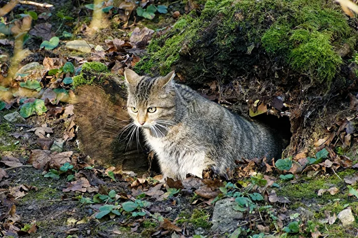 Gatto selvatico