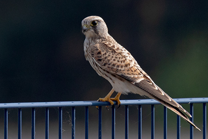 Turmfalke auf seinen Ausguck