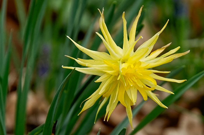 Blüte