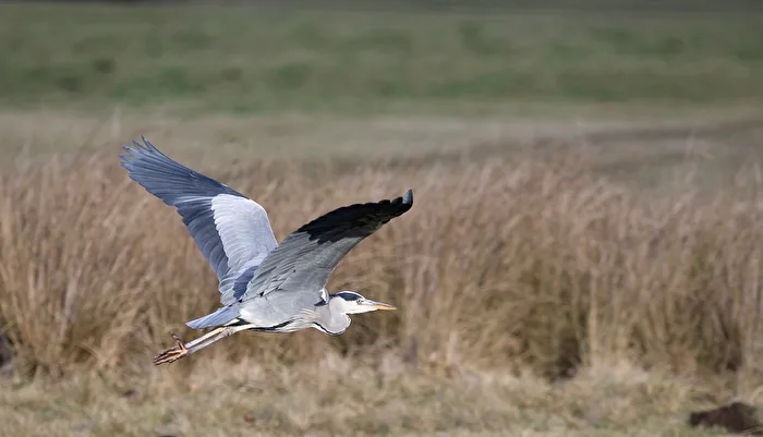 The Heron