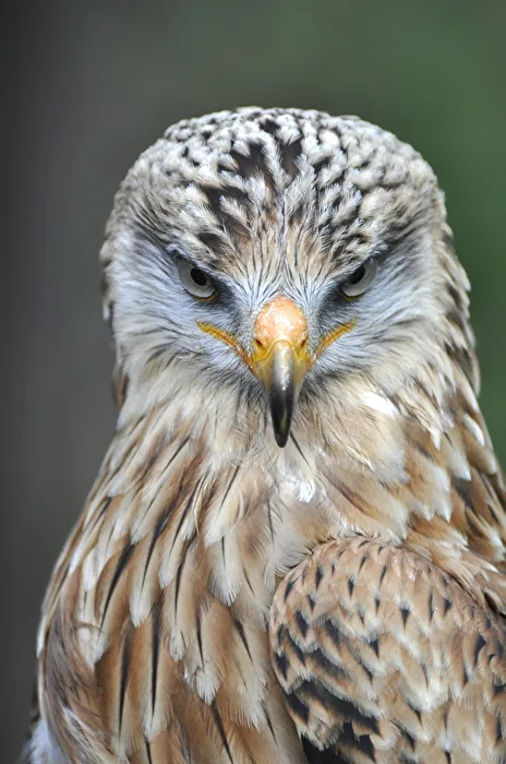 Eagle Eyes